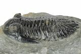 Prone Hollardops Trilobite Fossil - Orange Eye Facets #346542-2